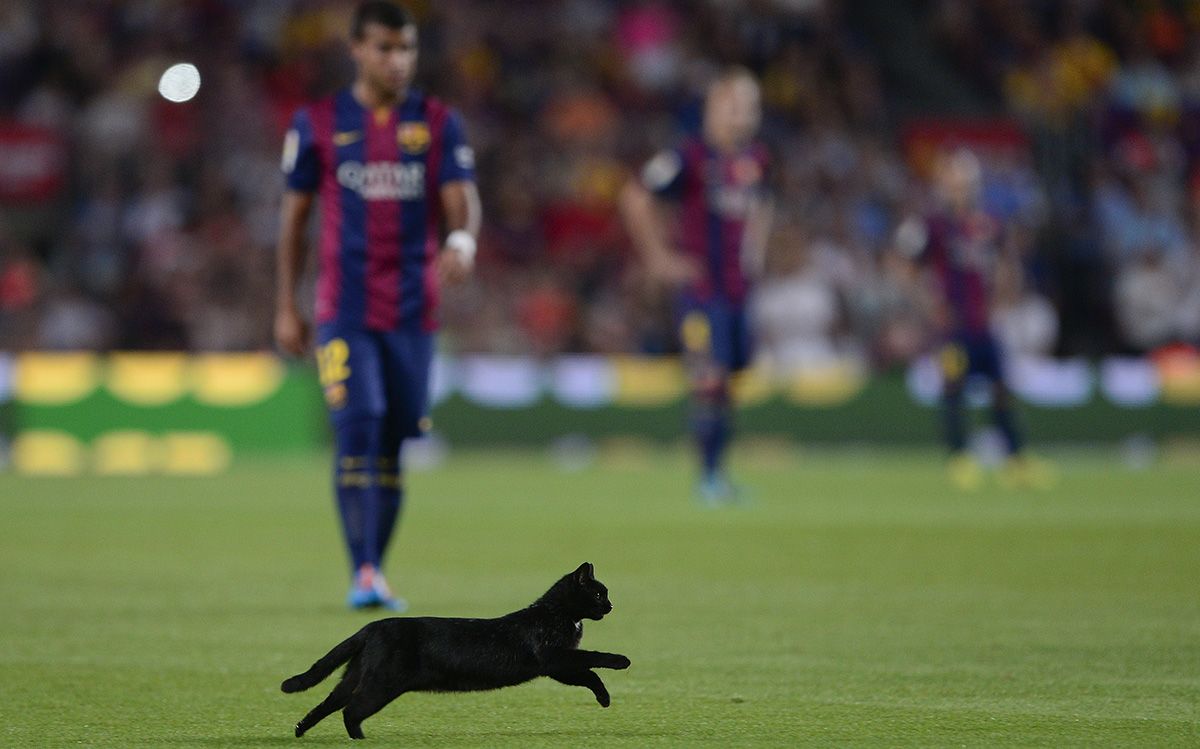 A black cat crosses the Camp Nou in an image of archive