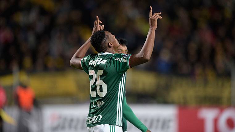 Yerry Mina celebrates a goal annotates with Palmeiras in front of Athletic Tucumán