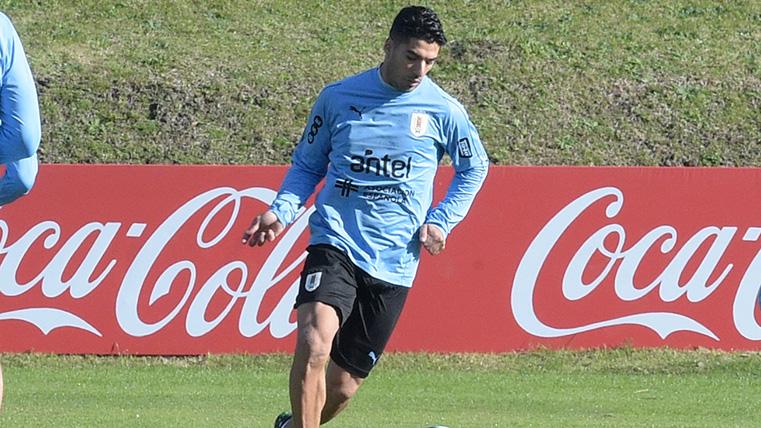 Luis Suárez en un entrenamiento con Uruguay