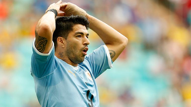 Luis Suárez, llevándose las manos a la cabeza tras un fallo con Uruguay